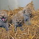 Illustration for article titled ZOMG BABY CHEETAH TRIPLETS AND SNOW LEOPARD TRIPLETS!!!